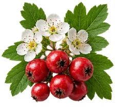 Melisse in {{OFFER_NAME}}